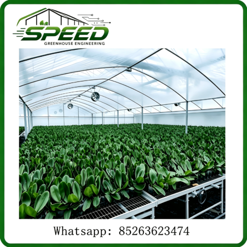 Greenhouse and Polytunnel